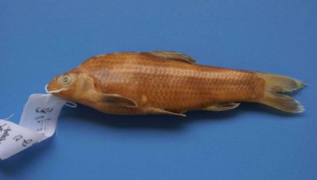 Sarcocheilichthys sinensis sinensis Bleeker, 1871